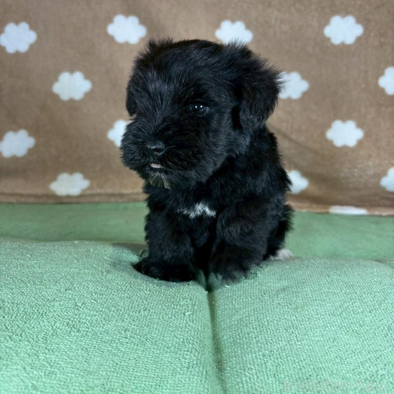 販売中の大阪府のミニチュアシュナウザー-424613の2枚目