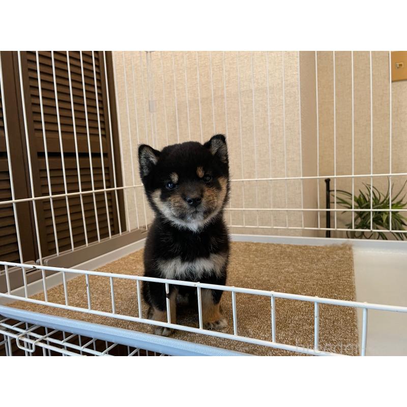 成約済の兵庫県の豆柴-422924の3枚目