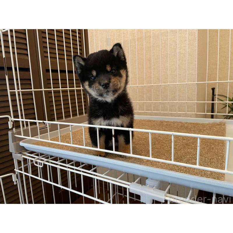 成約済の兵庫県の豆柴-422924の2枚目