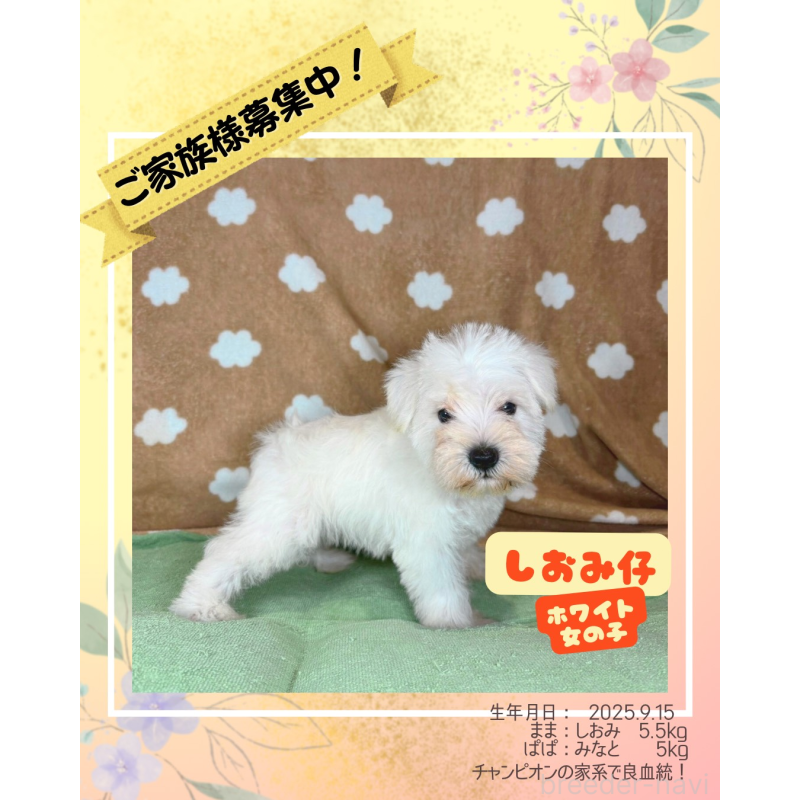 販売中の大阪府のミニチュアシュナウザー-424604