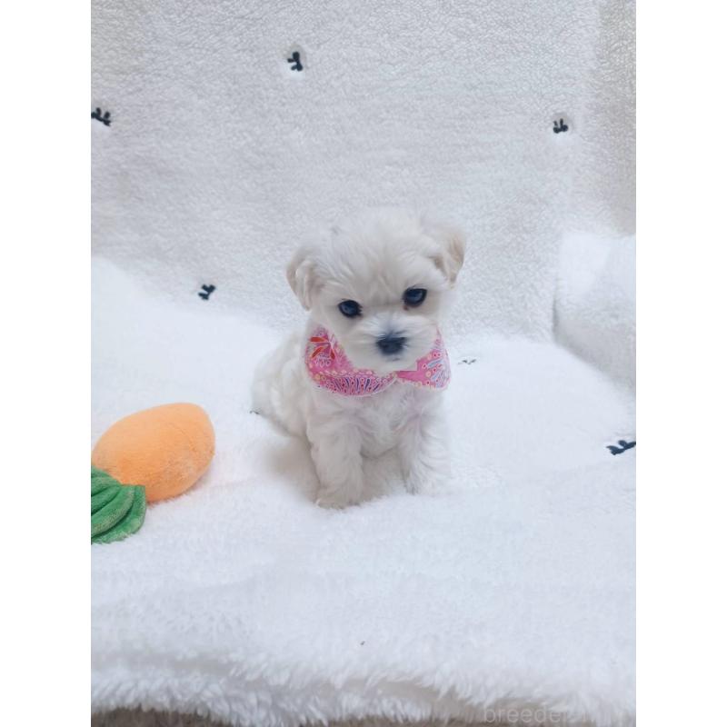 販売中の福岡県のマルプー:マルチーズ×トイプードル-417689の5枚目