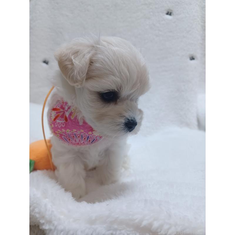 販売中の福岡県のマルプー:マルチーズ×トイプードル-417689の4枚目