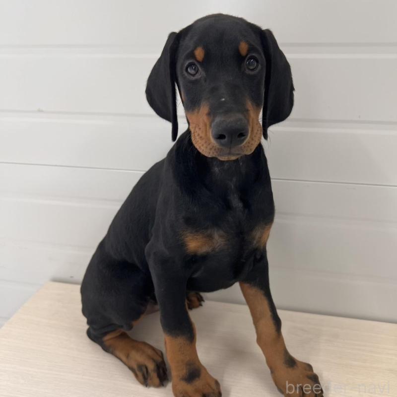 販売中の徳島県のドーベルマン-424614の2枚目