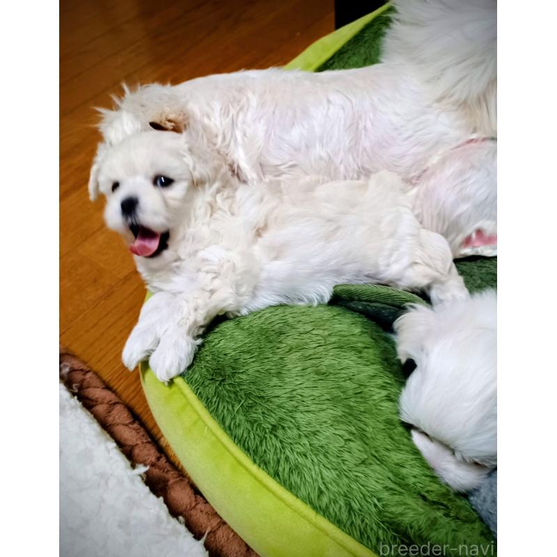 販売中の福岡県のマルプー:マルチーズ×トイプードル-417689の2枚目