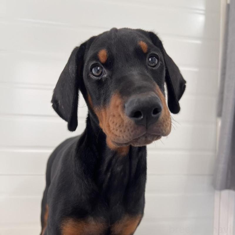 販売中の徳島県のドーベルマン-424616