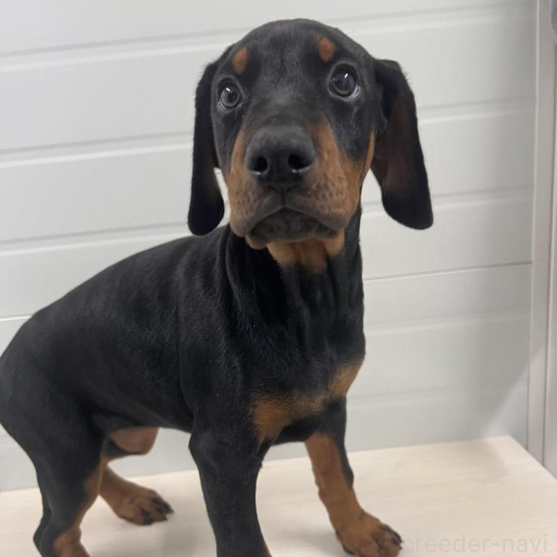 販売中の徳島県のドーベルマン-424616の18枚目