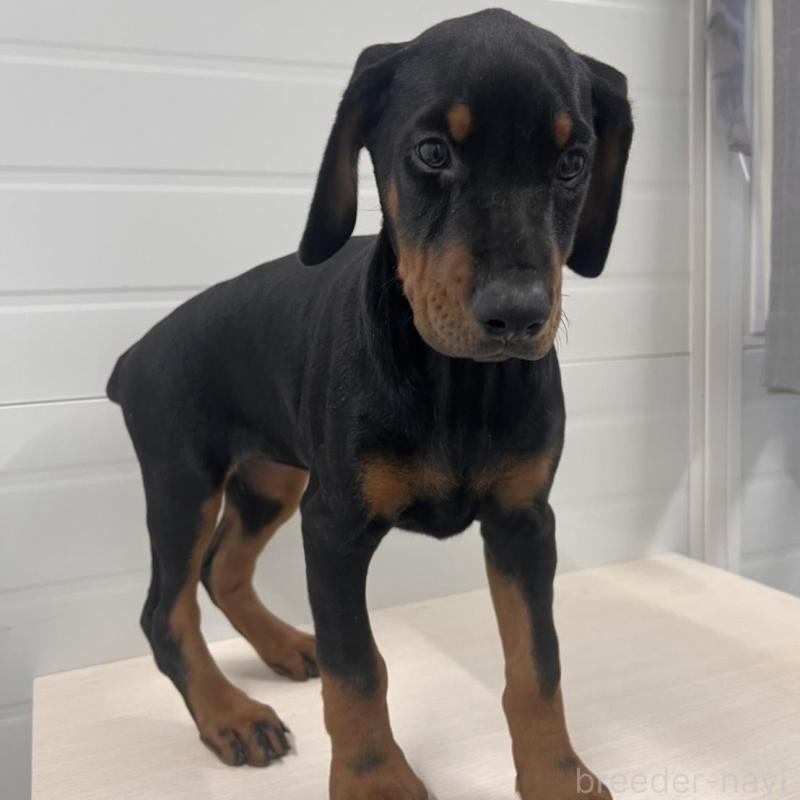 販売中の徳島県のドーベルマン-424616の17枚目