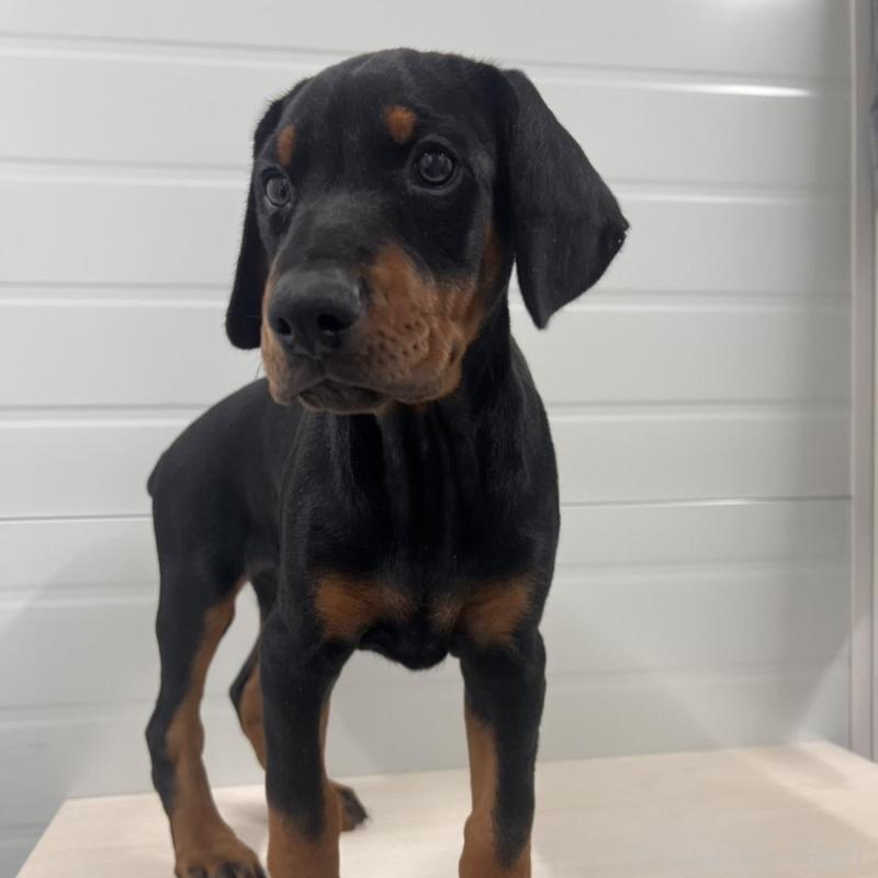 販売中の徳島県のドーベルマン-424616の16枚目