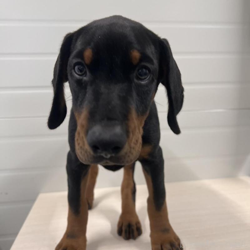 販売中の徳島県のドーベルマン-424616の15枚目