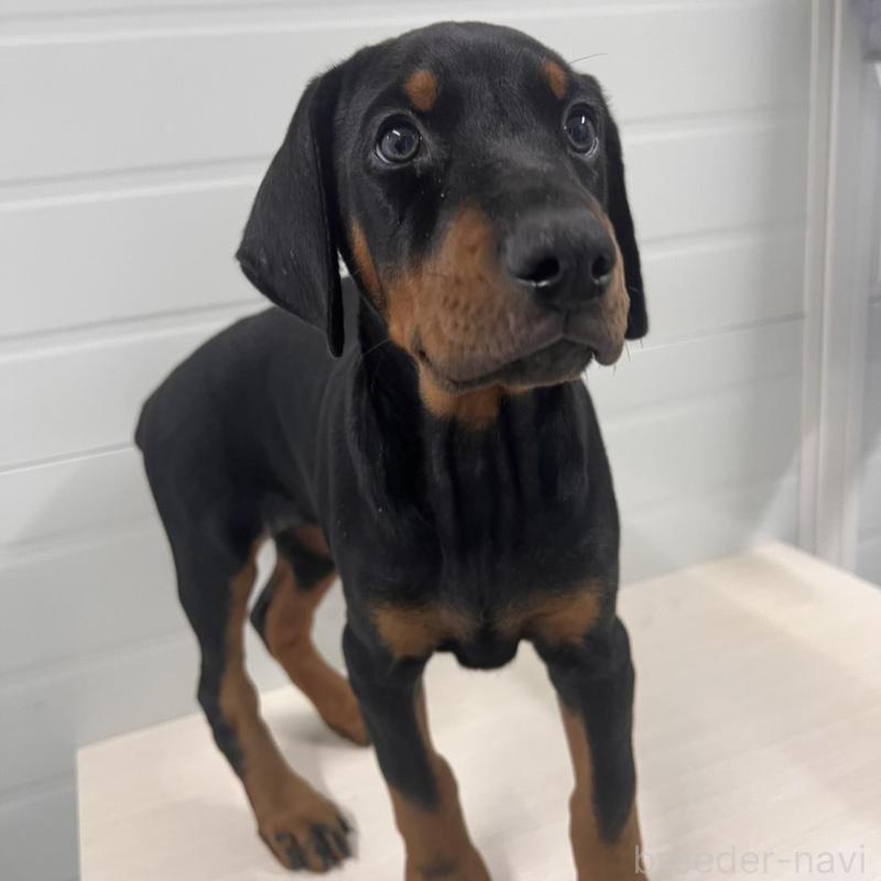 販売中の徳島県のドーベルマン-424616の14枚目