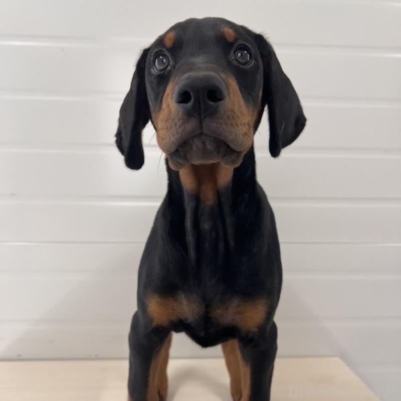 販売中の徳島県のドーベルマン-424616の13枚目