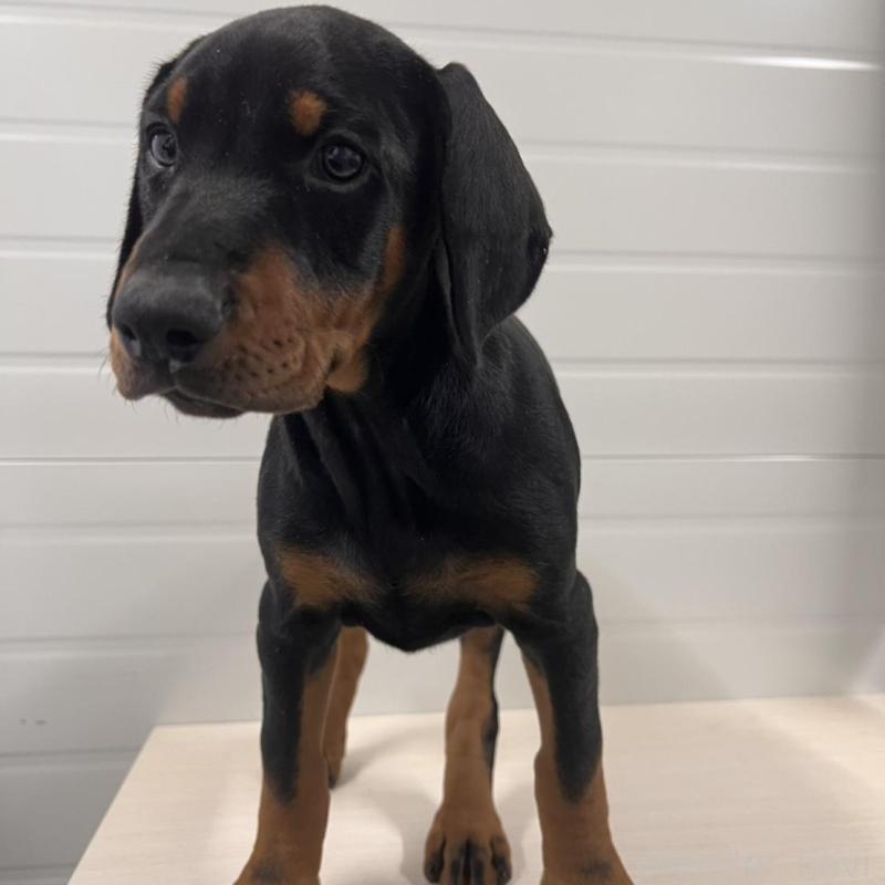 販売中の徳島県のドーベルマン-424616の12枚目