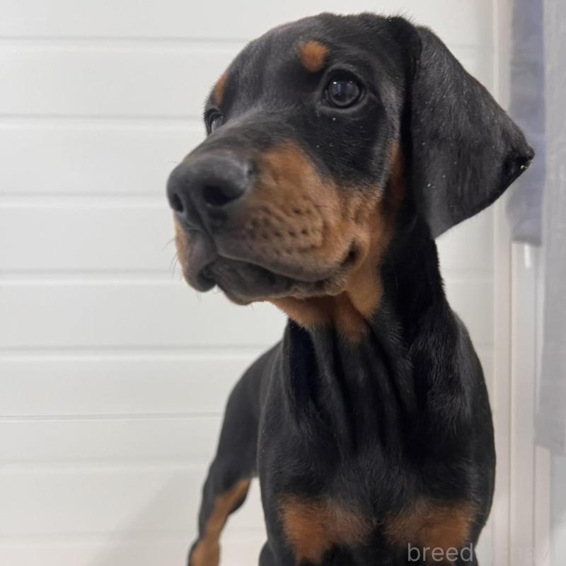 販売中の徳島県のドーベルマン-424616の11枚目