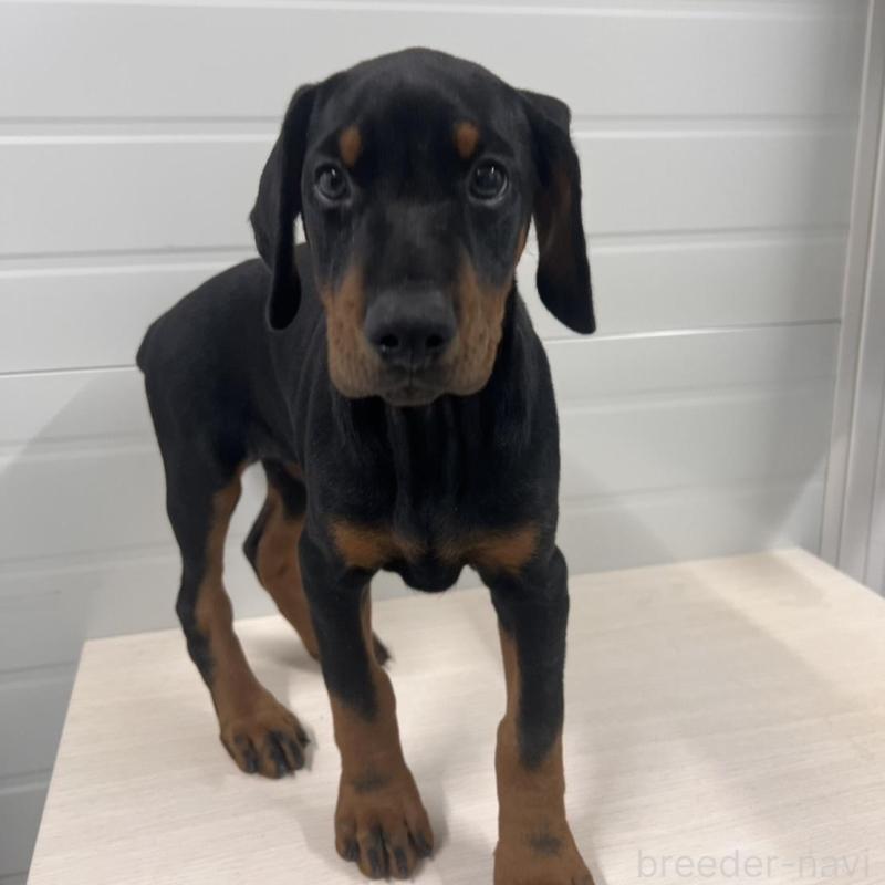 販売中の徳島県のドーベルマン-424616の10枚目