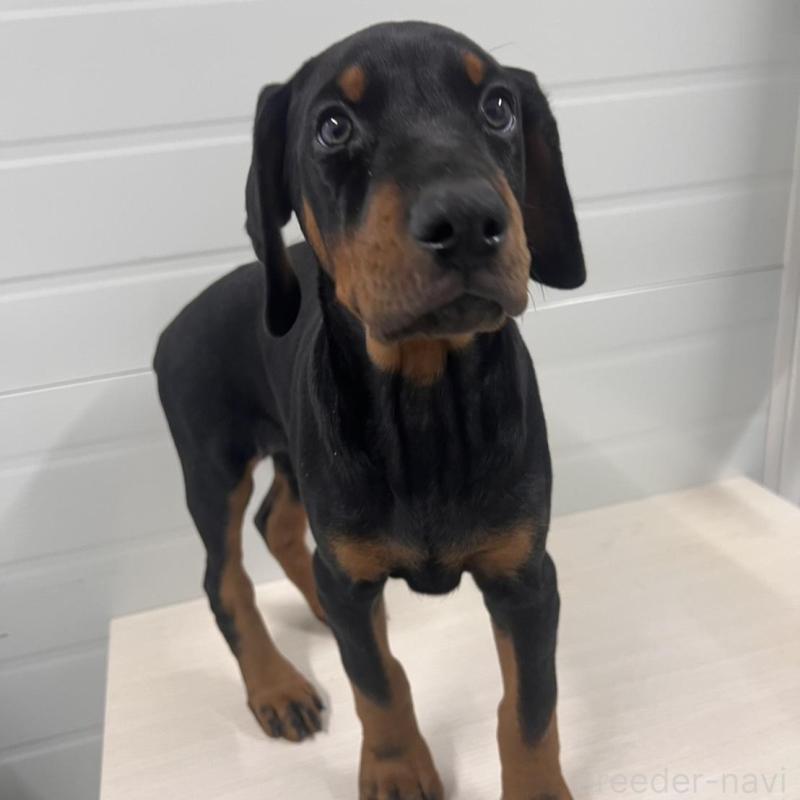 販売中の徳島県のドーベルマン-424616の9枚目