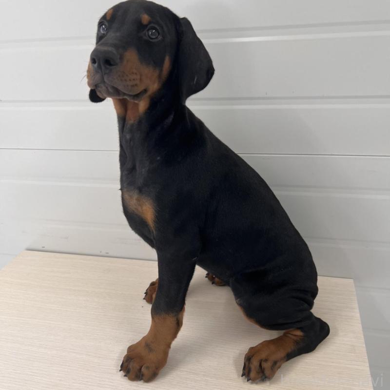 販売中の徳島県のドーベルマン-424616の8枚目