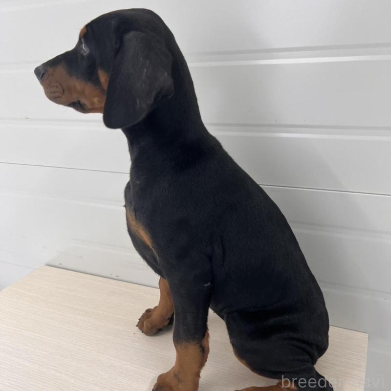 販売中の徳島県のドーベルマン-424616の7枚目