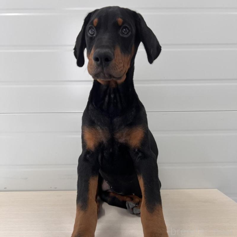 販売中の徳島県のドーベルマン-424616の6枚目