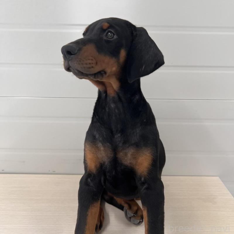 販売中の徳島県のドーベルマン-424616の5枚目