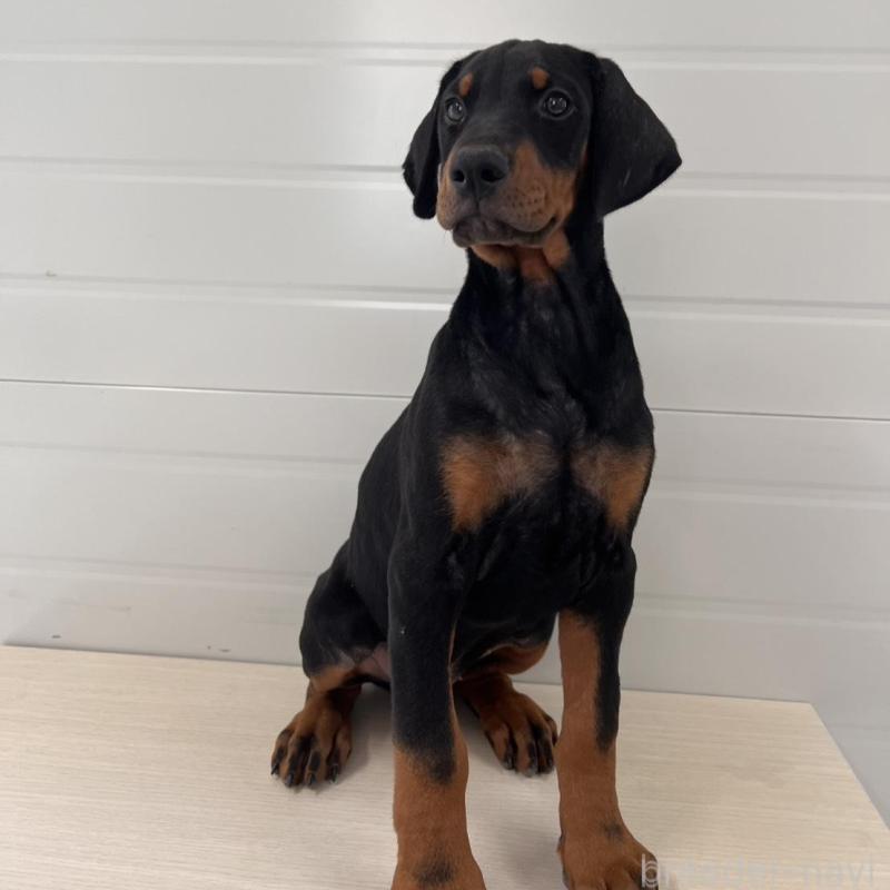 販売中の徳島県のドーベルマン-424616の4枚目