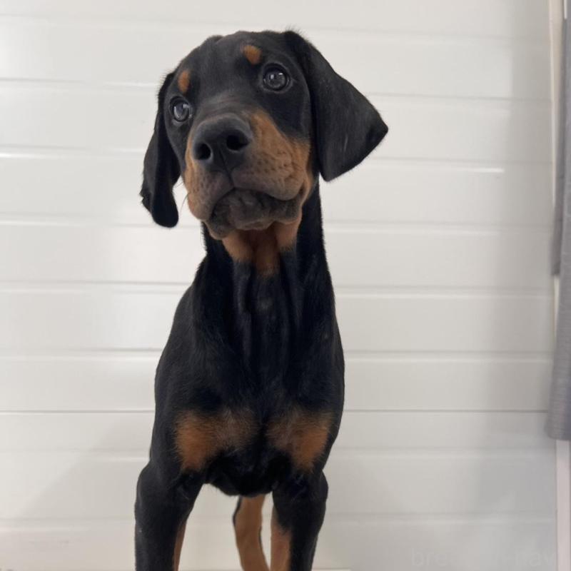 販売中の徳島県のドーベルマン-424616の3枚目