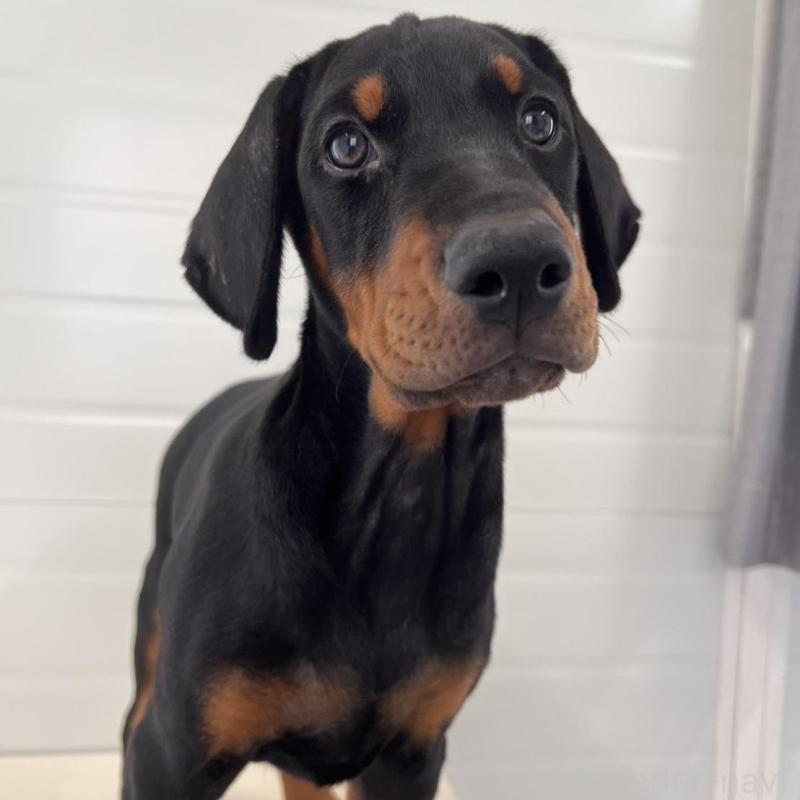 販売中の徳島県のドーベルマン-424616の2枚目