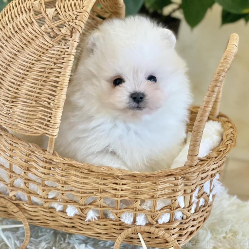 販売中の山梨県のポメマル:ポメラニアン×マルチーズ-424617の1枚目