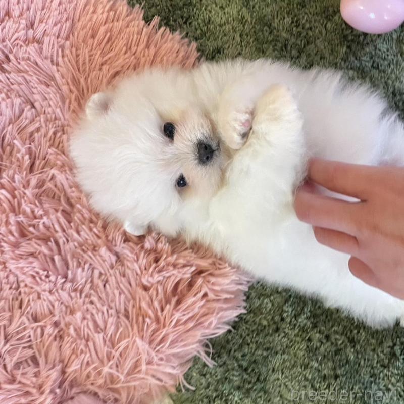 販売中の山梨県のポメマル:ポメラニアン×マルチーズ-424617の10枚目