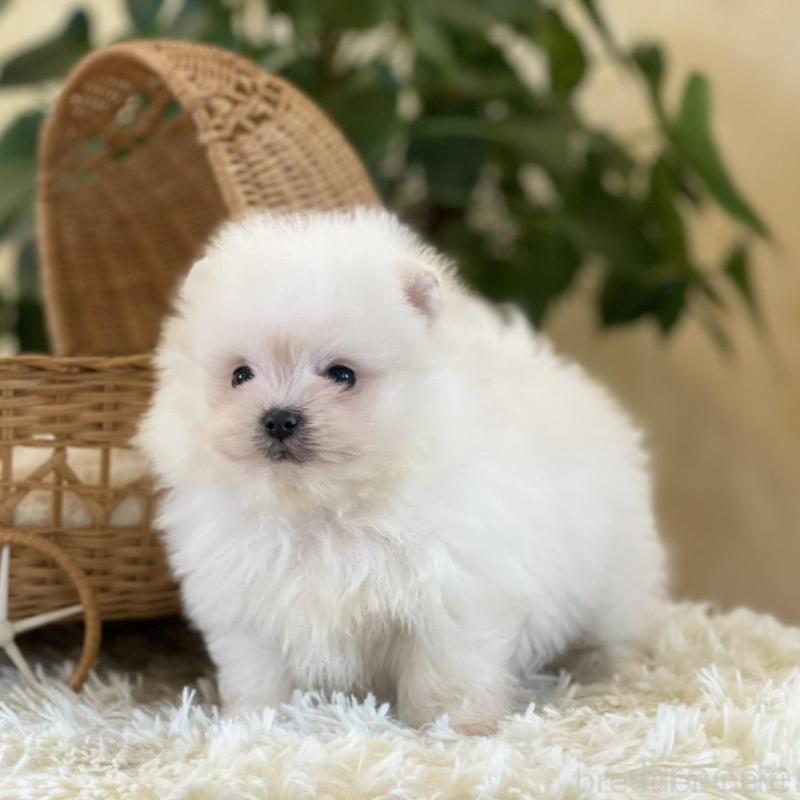 販売中の山梨県のポメマル:ポメラニアン×マルチーズ-424617の9枚目