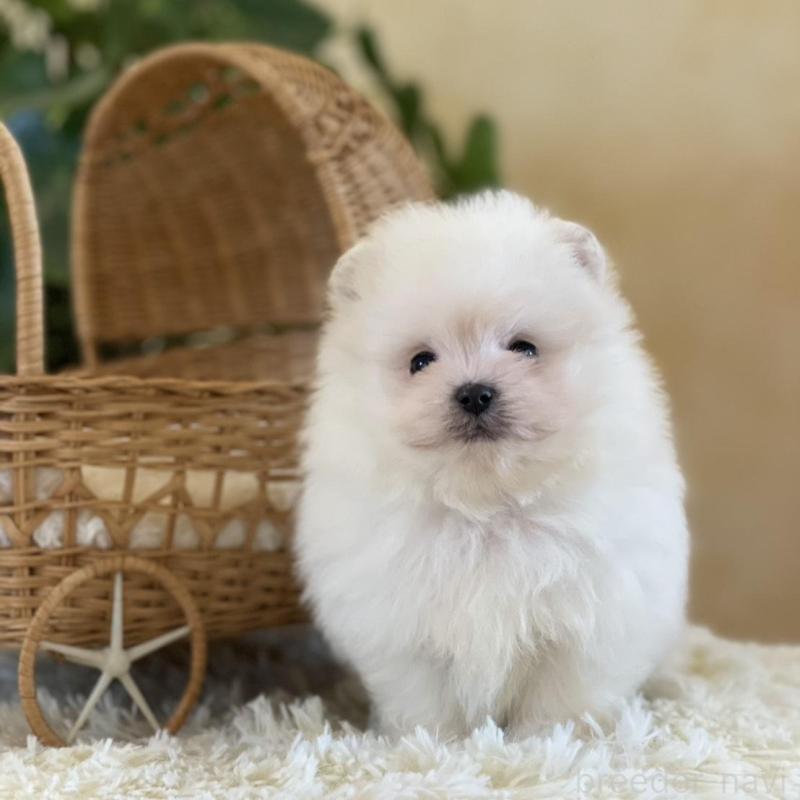 販売中の山梨県のポメマル:ポメラニアン×マルチーズ-424617の8枚目