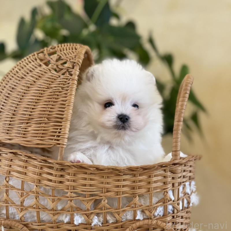 販売中の山梨県のポメマル:ポメラニアン×マルチーズ-424617の7枚目