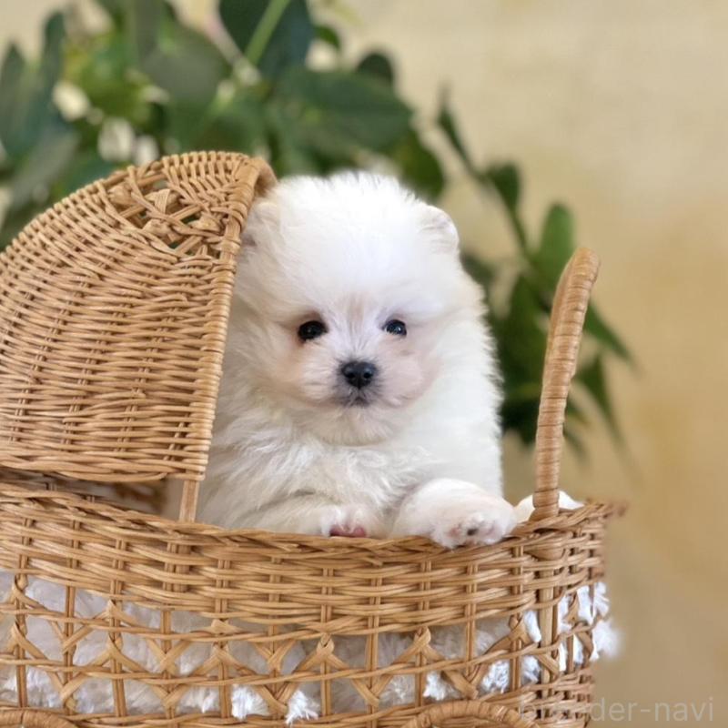 販売中の山梨県のポメマル:ポメラニアン×マルチーズ-424617の6枚目