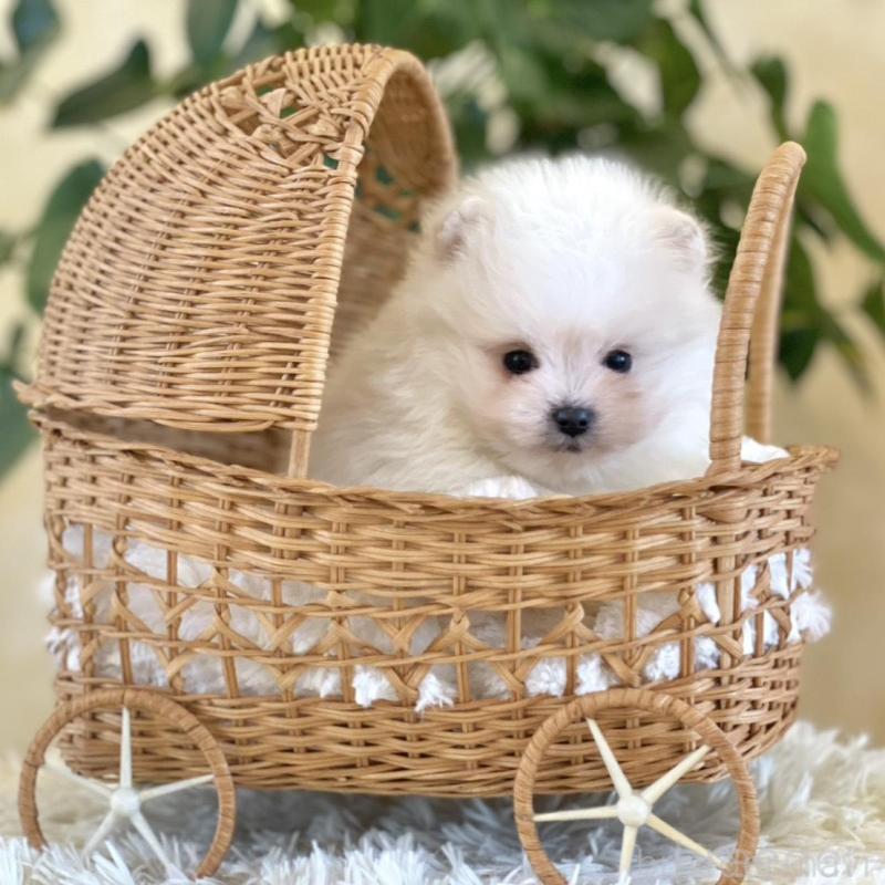 販売中の山梨県のポメマル:ポメラニアン×マルチーズ-424617の5枚目