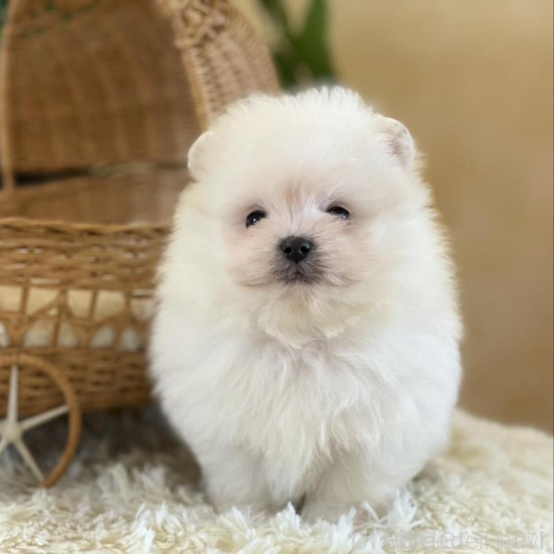 販売中の山梨県のポメマル:ポメラニアン×マルチーズ-424617の4枚目