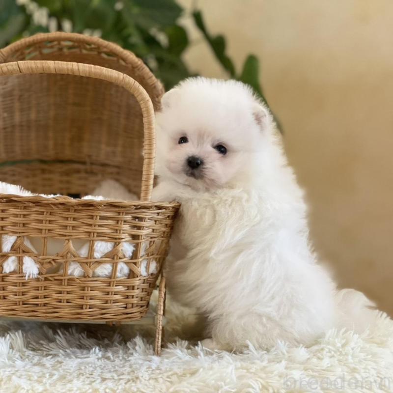 販売中の山梨県のポメマル:ポメラニアン×マルチーズ-424617の3枚目