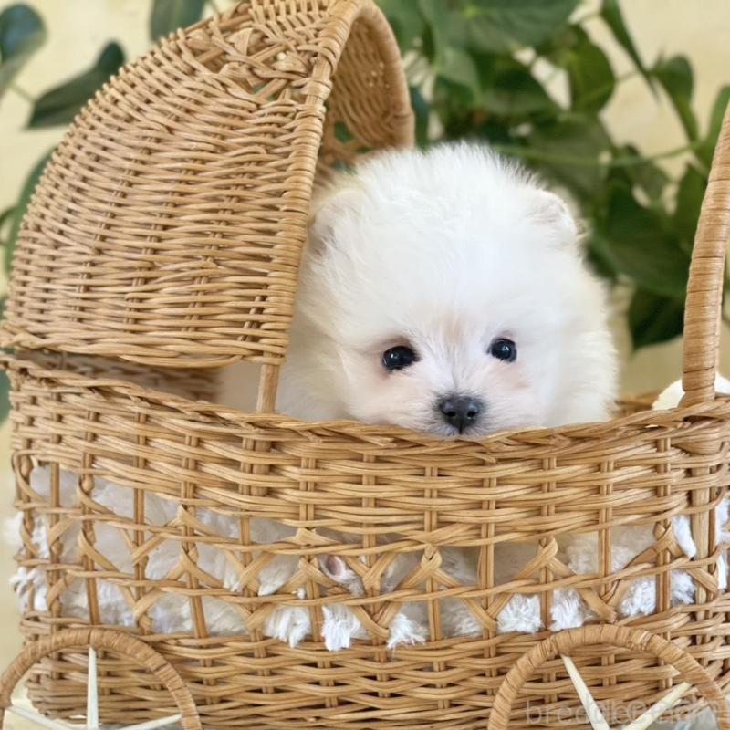 販売中の山梨県のポメマル:ポメラニアン×マルチーズ-424617の2枚目