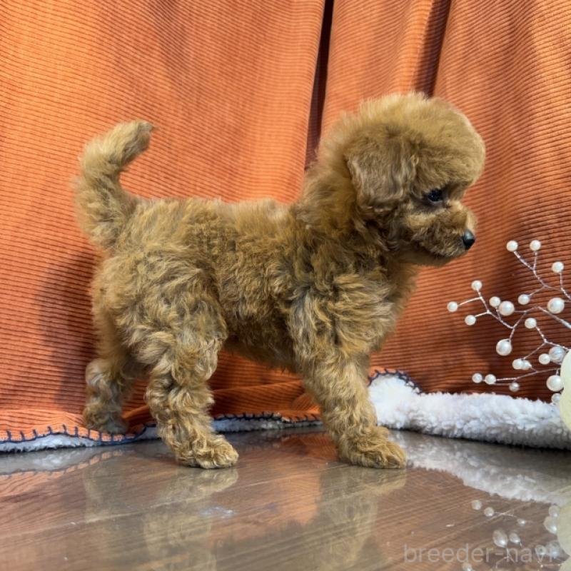 販売中の茨城県のトイプードル-424618の5枚目