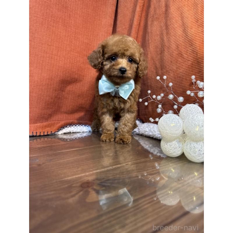 販売中の茨城県のトイプードル-424618の4枚目