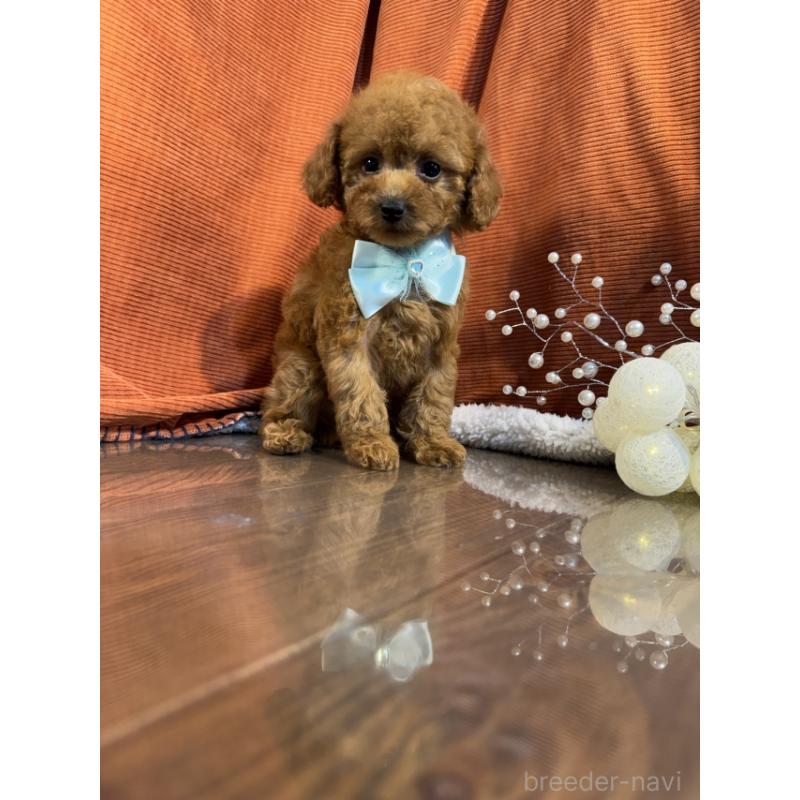 販売中の茨城県のトイプードル-424618の3枚目