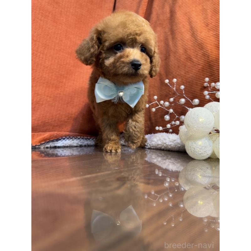 販売中の茨城県のトイプードル-424618の2枚目