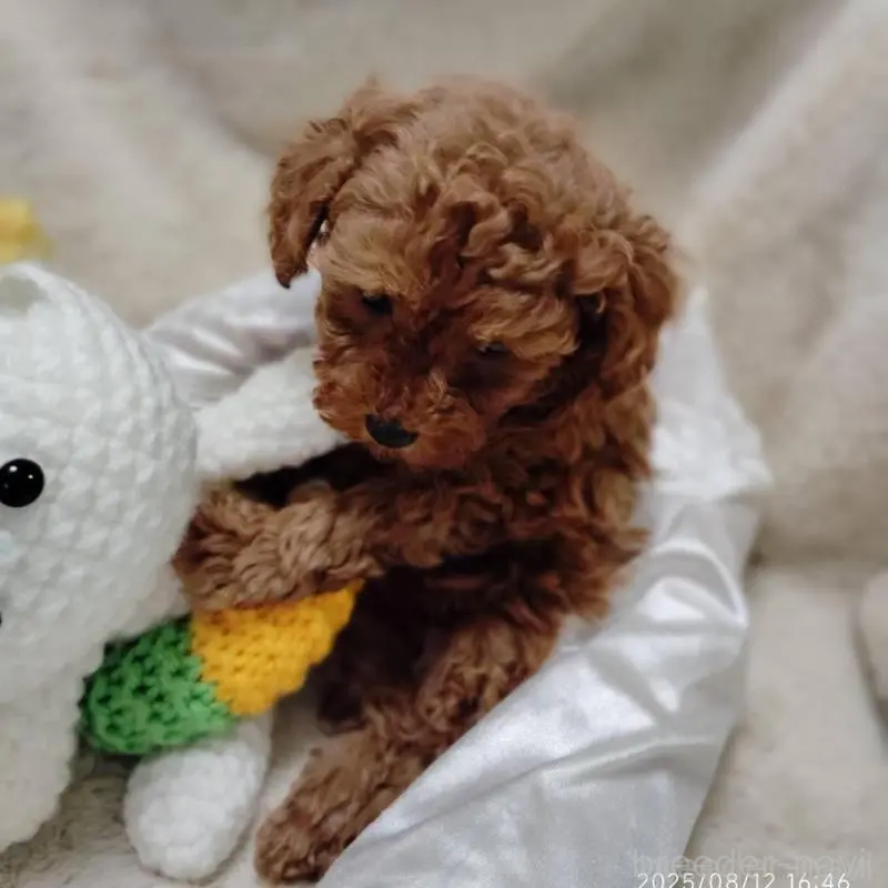 販売中の茨城県のティーカッププードル-424619の10枚目