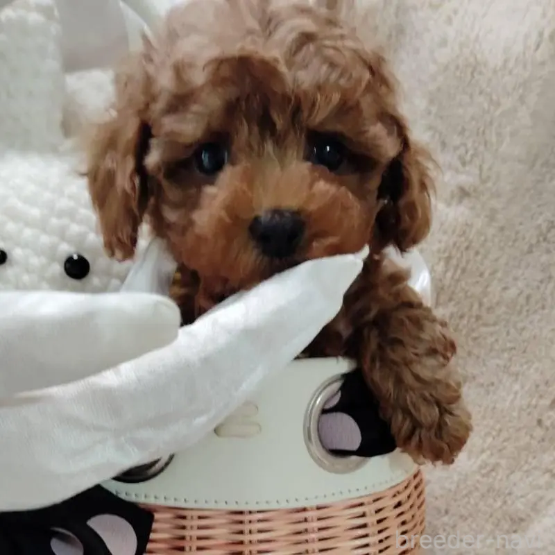 販売中の茨城県のティーカッププードル-424619の1枚目