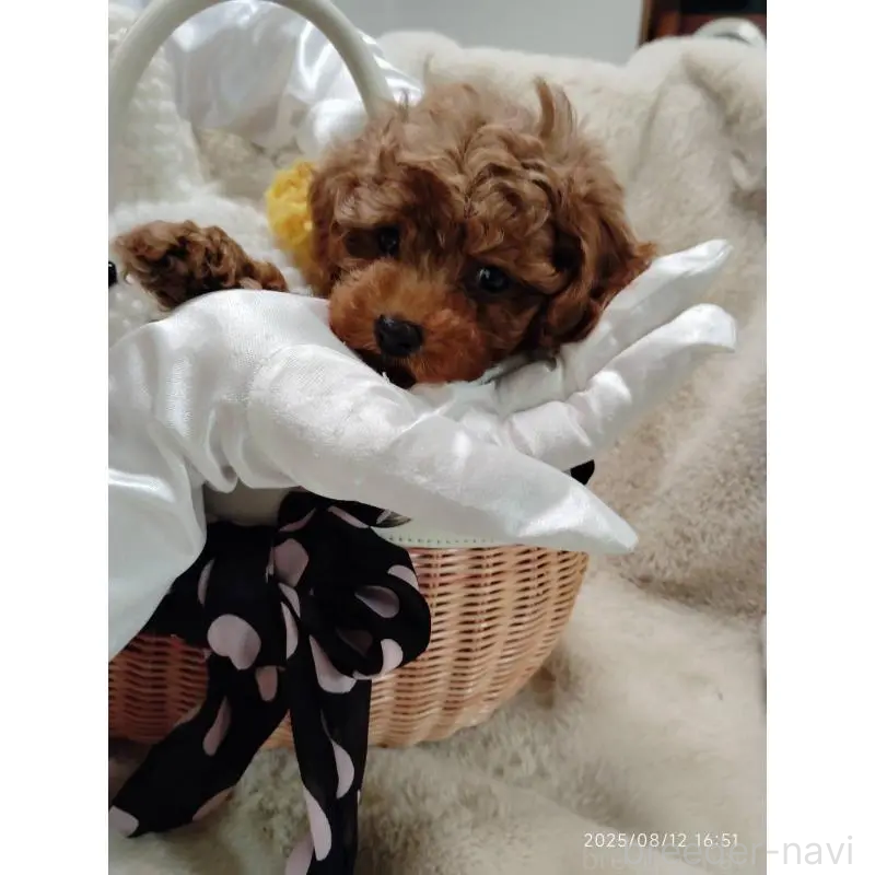 販売中の茨城県のティーカッププードル-424619の9枚目