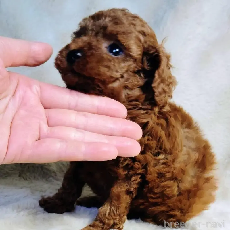 販売中の茨城県のティーカッププードル-424619の8枚目