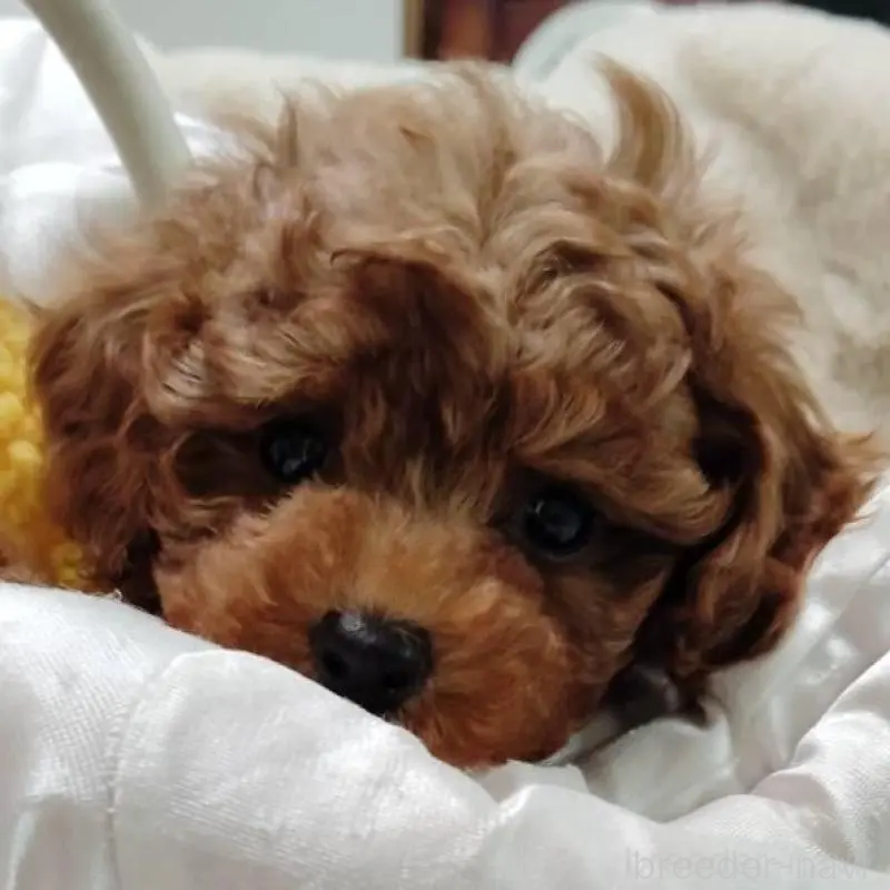 販売中の茨城県のティーカッププードル-424619の7枚目