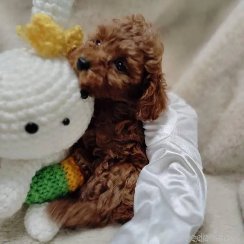 販売中の茨城県のティーカッププードル-424619の4枚目