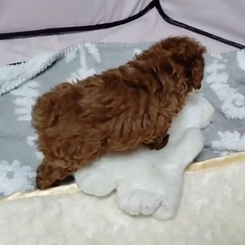 販売中の茨城県のティーカッププードル-424619の2枚目