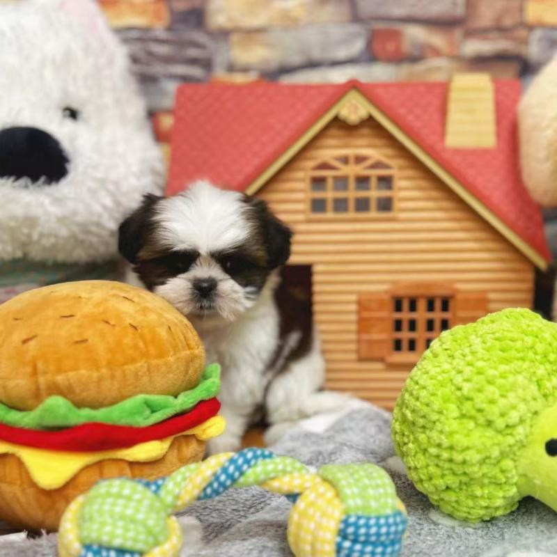 販売中の東京都のシーズー-424628の12枚目