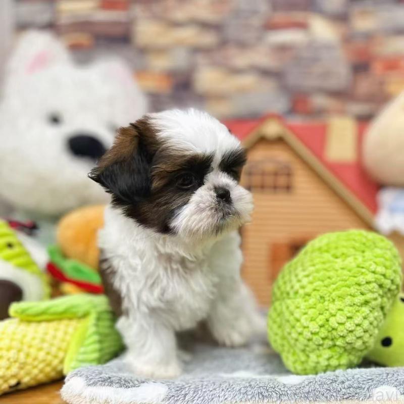 販売中の東京都のシーズー-424628の11枚目