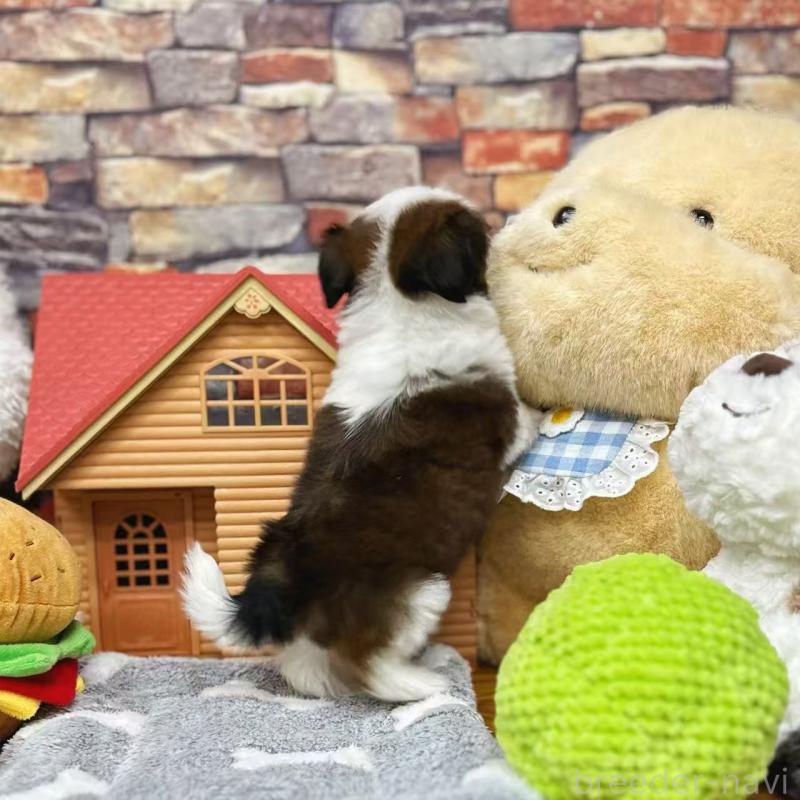 販売中の東京都のシーズー-424628の10枚目